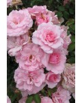 Троянда флорібунда Боніка (світло рожева) | Роза флорибунда Боника (светло розовая) | Floribunda rose Bonica